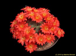 Rebutia minuscula v. grandiflora 1086